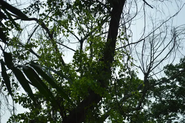 Büyük tropik yeşil ağaç, mavi gökyüzüne karşı çeşitli ağaçların dalları. Taze yeşil yapraklı, yumuşak ışıklandırmalı ağaç dalları