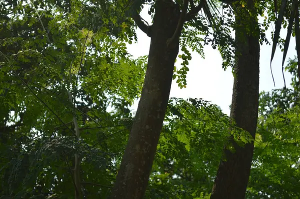 Büyük tropik yeşil ağaç, mavi gökyüzüne karşı çeşitli ağaçların dalları. Taze yeşil yapraklı, yumuşak ışıklandırmalı ağaç dalları