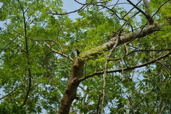 Büyük tropik yeşil ağaç, mavi gökyüzüne karşı çeşitli ağaçların dalları. Taze yeşil yapraklı, yumuşak ışıklandırmalı ağaç dalları