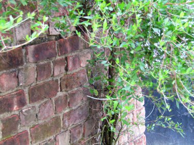 Taze yeşil yapraklarla süslenmiş, doğa temalı tasarımlar için sakin ve barışçıl bir ortam sunan, yumuşak ve minimalist bir ışıklandırma düzeniyle yakalanmış küçük ağaç dallarını gösteren doğal bir sahne..