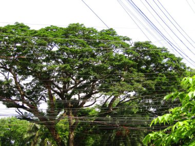 Yumuşak ışıklandırmada taze yeşil yaprakları olan küçük ağaç dallarına yakın çekim