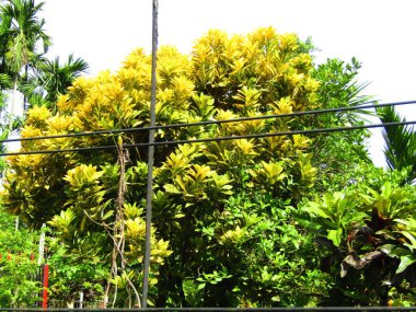 Yumuşak ışıklandırmada taze yeşil yaprakları olan küçük ağaç dallarına yakın çekim