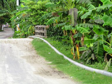 Köyün ortasındaki yol. Kırsal bir köyde çeşitli ağaçlar var.