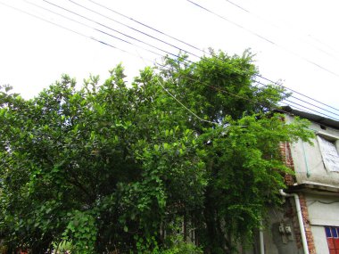 Yumuşak ışıklandırmada taze yeşil yaprakları olan küçük ağaç dallarına yakın çekim