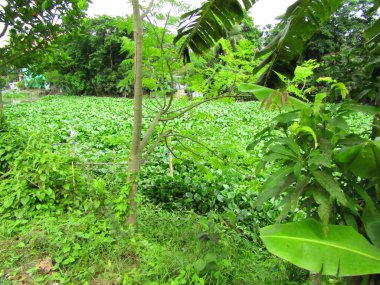 Berrak mavi gökyüzünün altındaki görkemli palmiye ağaçlarının ufkuna uzanan yemyeşil çayırları olan ideal tropikal bir manzara. Sakin ve doğal kırsal bir ortam çarpıcı bir şekilde ele geçirildi..