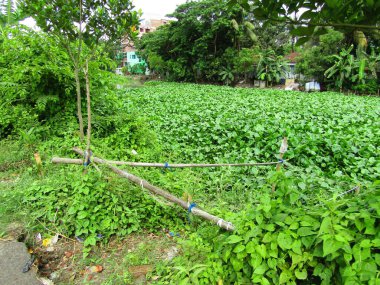 Berrak mavi gökyüzünün altındaki görkemli palmiye ağaçlarının ufkuna uzanan yemyeşil çayırları olan ideal tropikal bir manzara. Sakin ve doğal kırsal bir ortam çarpıcı bir şekilde ele geçirildi..