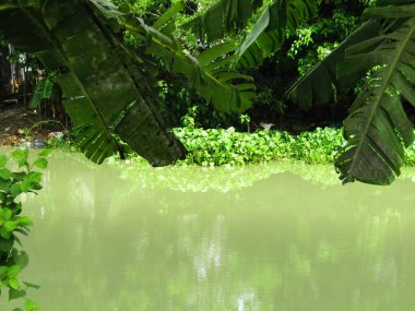 Berrak mavi gökyüzünün altındaki görkemli palmiye ağaçlarının ufkuna uzanan yemyeşil çayırları olan ideal tropikal bir manzara. Sakin ve doğal kırsal bir ortam çarpıcı bir şekilde ele geçirildi..