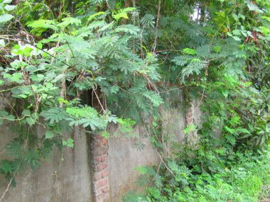 Büyük tropik yeşil ağaç, mavi gökyüzüne karşı çeşitli ağaçların dalları. Taze yeşil yapraklı, yumuşak ışıklandırmalı ağaç dalları