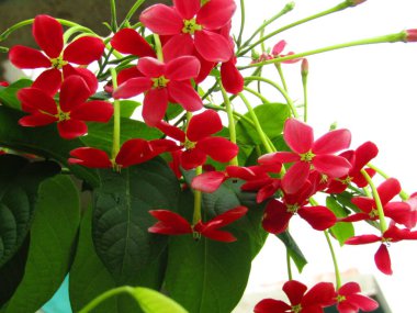 Sıcak doğal ışıkla aydınlatılmış taze yeşil yaprakların canlı yakın çekimi. Bu görüntü büyümeyi, gençleşmeyi ve doğanın saflığını somutlaştırarak, onu eko ve refahla ilgili projeler için mükemmel hale getirir..