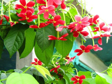 Sıcak doğal ışıkla aydınlatılmış taze yeşil yaprakların canlı yakın çekimi. Bu görüntü büyümeyi, gençleşmeyi ve doğanın saflığını somutlaştırarak, onu eko ve refahla ilgili projeler için mükemmel hale getirir..