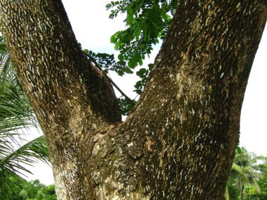 Büyük tropik yeşil ağaç, mavi gökyüzüne karşı çeşitli ağaçların dalları. Taze yeşil yapraklı, yumuşak ışıklandırmalı ağaç dalları