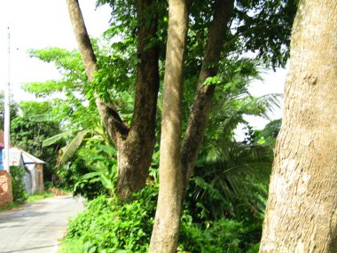 Büyük tropik yeşil ağaç, mavi gökyüzüne karşı çeşitli ağaçların dalları. Taze yeşil yapraklı, yumuşak ışıklandırmalı ağaç dalları