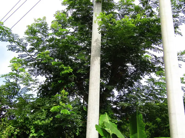 Yumuşak ışıklandırmada taze yeşil yaprakları olan küçük ağaç dallarına yakın çekim