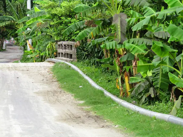 Köyün ortasındaki yol. Kırsal bir köyde çeşitli ağaçlar var.