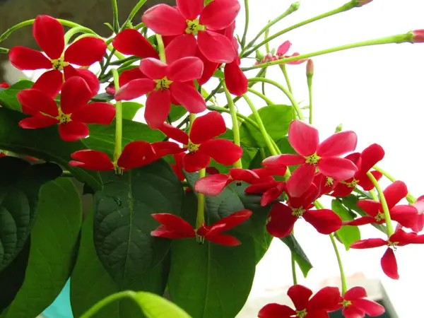 Sıcak doğal ışıkla aydınlatılmış taze yeşil yaprakların canlı yakın çekimi. Bu görüntü büyümeyi, gençleşmeyi ve doğanın saflığını somutlaştırarak, onu eko ve refahla ilgili projeler için mükemmel hale getirir..