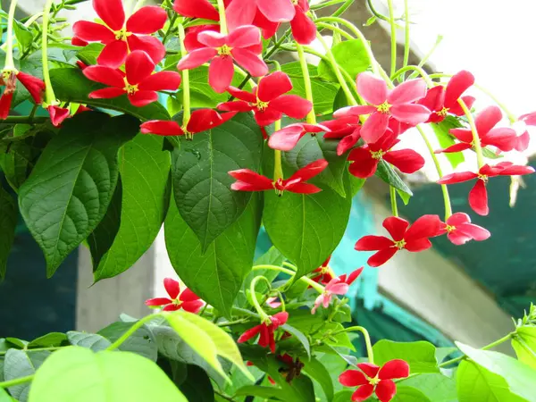 Sıcak doğal ışıkla aydınlatılmış taze yeşil yaprakların canlı yakın çekimi. Bu görüntü büyümeyi, gençleşmeyi ve doğanın saflığını somutlaştırarak, onu eko ve refahla ilgili projeler için mükemmel hale getirir..