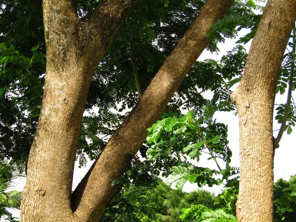 Büyük tropik yeşil ağaç, mavi gökyüzüne karşı çeşitli ağaçların dalları. Taze yeşil yapraklı, yumuşak ışıklandırmalı ağaç dalları