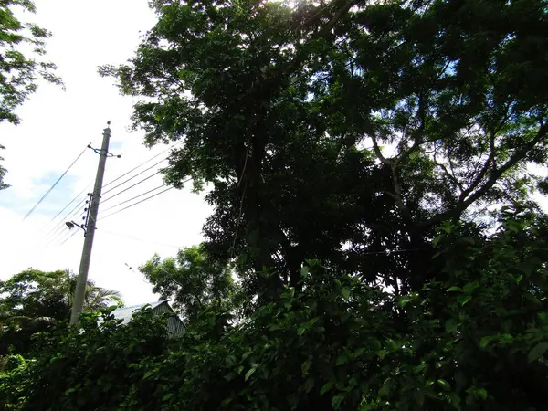 Yumuşak ışıklandırmada taze yeşil yaprakları olan küçük ağaç dallarına yakın çekim