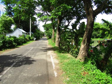 Köyün ortasındaki yol. Kırsal bir köyde çeşitli ağaçlar var.
