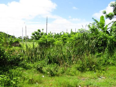 Berrak mavi gökyüzünün altındaki görkemli palmiye ağaçlarının ufkuna uzanan yemyeşil çayırları olan ideal tropikal bir manzara. Sakin ve doğal kırsal bir ortam çarpıcı bir şekilde ele geçirildi..