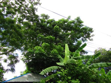 Büyük tropik yeşil ağaç, mavi gökyüzüne karşı çeşitli ağaçların dalları. Taze yeşil yapraklı, yumuşak ışıklandırmalı ağaç dalları