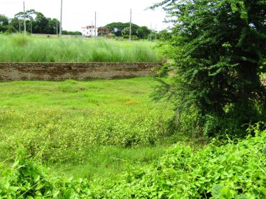 Berrak mavi gökyüzünün altındaki görkemli palmiye ağaçlarının ufkuna uzanan yemyeşil çayırları olan ideal tropikal bir manzara. Sakin ve doğal kırsal bir ortam çarpıcı bir şekilde ele geçirildi..