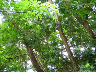 Büyük tropik yeşil ağaç, mavi gökyüzüne karşı çeşitli ağaçların dalları. Taze yeşil yapraklı, yumuşak ışıklandırmalı ağaç dalları