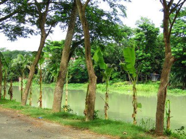 Köyün ortasındaki yol. Kırsal bir köyde çeşitli ağaçlar var.
