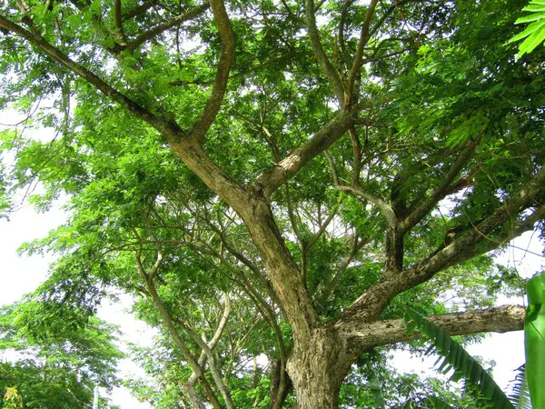 Büyük tropik yeşil ağaç, mavi gökyüzüne karşı çeşitli ağaçların dalları. Taze yeşil yapraklı, yumuşak ışıklandırmalı ağaç dalları