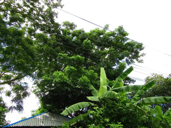 Büyük tropik yeşil ağaç, mavi gökyüzüne karşı çeşitli ağaçların dalları. Taze yeşil yapraklı, yumuşak ışıklandırmalı ağaç dalları