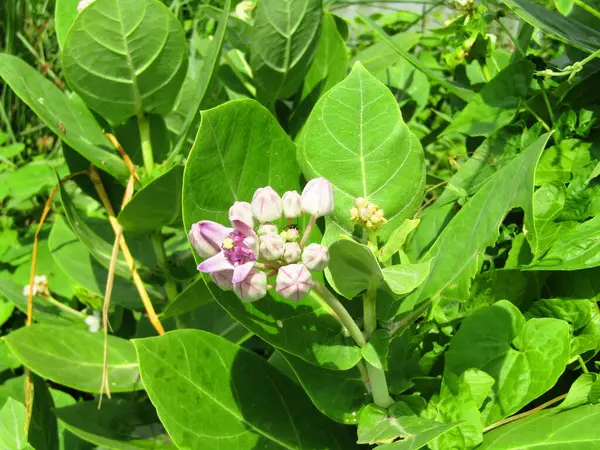 Fabrika 'nın yeşil yapraklarının detaylarını kapat. Yaprakların yakın çekimi, doğa arkaplanı.