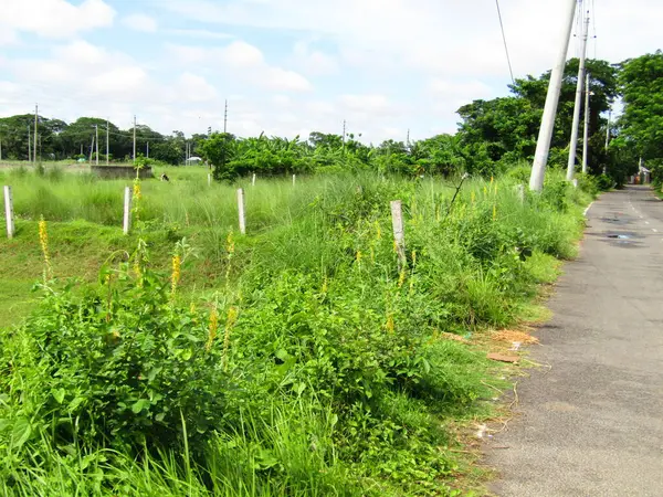 Berrak mavi gökyüzünün altındaki görkemli palmiye ağaçlarının ufkuna uzanan yemyeşil çayırları olan ideal tropikal bir manzara. Sakin ve doğal kırsal bir ortam çarpıcı bir şekilde ele geçirildi..