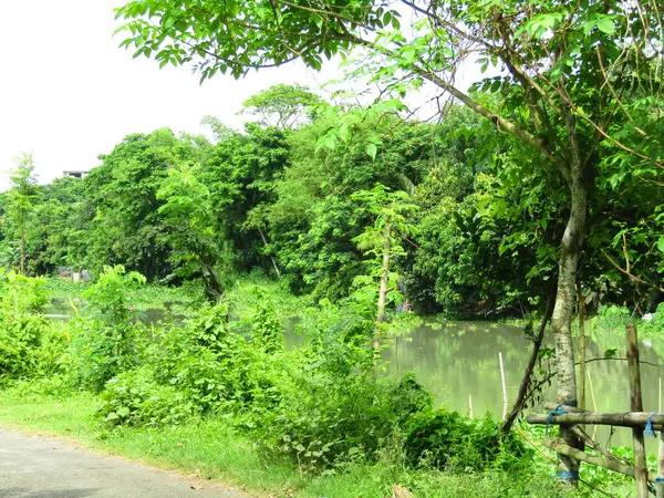 Büyük tropik yeşil ağaç, mavi gökyüzüne karşı çeşitli ağaçların dalları. Taze yeşil yapraklı, yumuşak ışıklandırmalı ağaç dalları