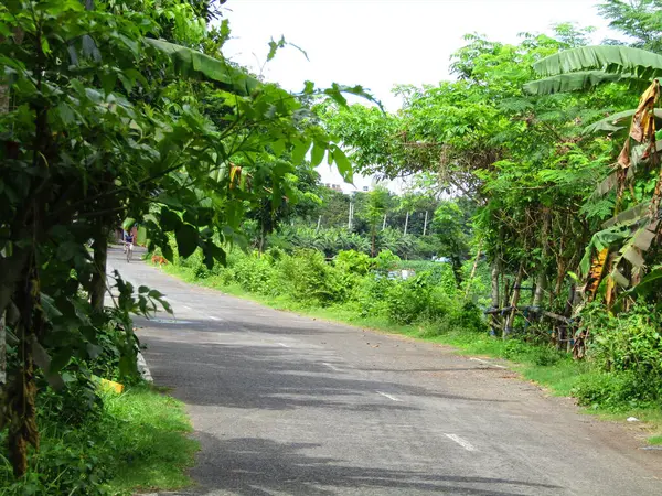 Köyün ortasındaki yol. Kırsal bir köyde çeşitli ağaçlar var.