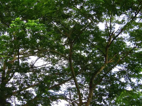 Büyük tropik yeşil ağaç, mavi gökyüzüne karşı çeşitli ağaçların dalları. Taze yeşil yapraklı, yumuşak ışıklandırmalı ağaç dalları