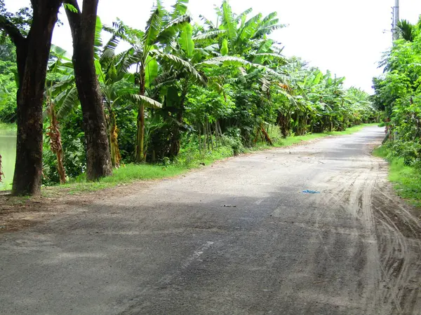 Köyün ortasındaki yol. Kırsal bir köyde çeşitli ağaçlar var.