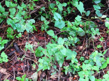 Fabrika 'nın yeşil yapraklarının detaylarını kapat. Yaprakların yakın çekimi, doğa arkaplanı.