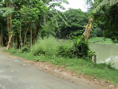 Köyün ortasındaki yol. Kırsal bir köyde çeşitli ağaçlar var.