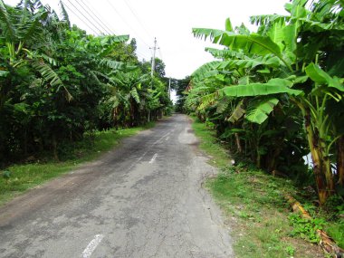 Köyün ortasındaki yol. Kırsal bir köyde çeşitli ağaçlar var.