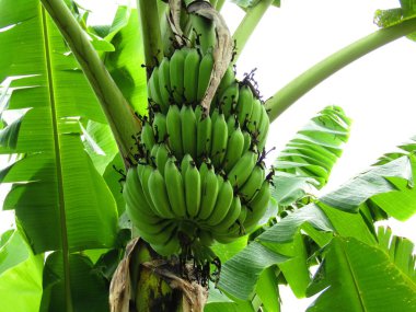 Bereketli yeşil muz yaprağı ve güneş ışığıyla aydınlatılmış muz tropik bir bahçede.