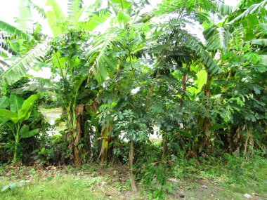 Berrak mavi gökyüzünün altındaki görkemli palmiye ağaçlarının ufkuna uzanan yemyeşil çayırları olan ideal tropikal bir manzara. Sakin ve doğal kırsal bir ortam çarpıcı bir şekilde ele geçirildi..