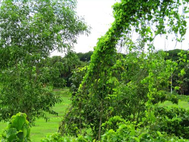 Büyük tropik yeşil ağaç, mavi gökyüzüne karşı çeşitli ağaçların dalları. Taze yeşil yapraklı, yumuşak ışıklandırmalı ağaç dalları