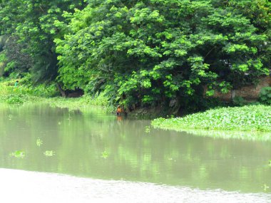 yeşil yapraklar ve ağaçlar doğada