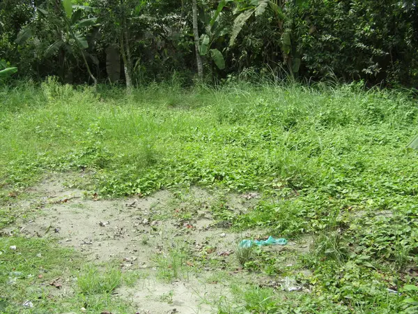 Berrak mavi gökyüzünün altındaki görkemli palmiye ağaçlarının ufkuna uzanan yemyeşil çayırları olan ideal tropikal bir manzara. Sakin ve doğal kırsal bir ortam çarpıcı bir şekilde ele geçirildi..