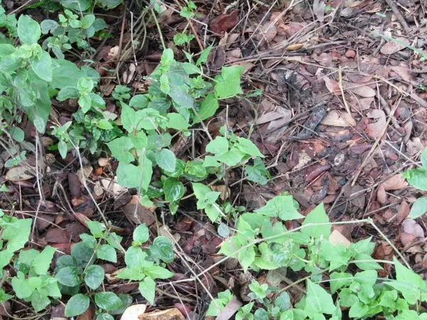 Fabrika 'nın yeşil yapraklarının detaylarını kapat. Yaprakların yakın çekimi, doğa arkaplanı.