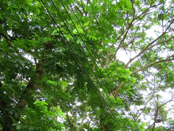 Doğal dokusu ve detaylarıyla taze yeşil yaprakların canlı yakın çekimi