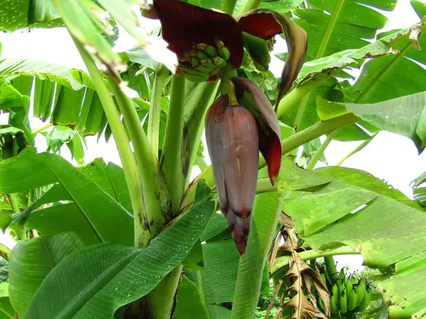 Yumuşak ışıklandırmada taze yeşil yaprakları olan küçük ağaç dallarına yakın çekim