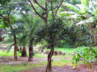 Büyük tropik yeşil ağaç, mavi gökyüzüne karşı çeşitli ağaçların dalları. Taze yeşil yapraklı, yumuşak ışıklandırmalı ağaç dalları