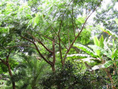 Fabrika 'nın yeşil yapraklarının detaylarını kapat. Yaprakların yakın çekimi, doğa arkaplanı.
