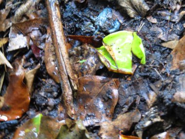 Yağmur ormanındaki kurbağa.